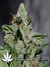 CBD Kush fem - семена конопли от Dutch Passion