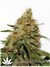CBD Kush fem - семена конопли от Dutch Passion