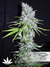 CBD SkunkHaze fem - семена конопли от Dutch Passion