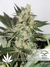 CBD SkunkHaze fem - семена конопли от Dutch Passion