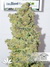 CBD SkunkHaze fem - семена конопли от Dutch Passion