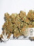 CBD SkunkHaze fem - семена конопли от Dutch Passion
