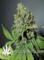CBD SkunkHaze fem - семена конопли от Dutch Passion