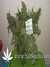 CBD SkunkHaze fem - семена конопли от Dutch Passion