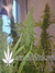 CBD SkunkHaze fem - семена конопли от Dutch Passion