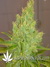CBD SkunkHaze fem - семена конопли от Dutch Passion