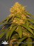 CBD SkunkHaze fem - семена конопли от Dutch Passion