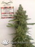 CBD SkunkHaze fem - семена конопли от Dutch Passion