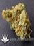 CBD SkunkHaze fem - семена конопли от Dutch Passion