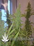 CBD SkunkHaze fem - семена конопли от Dutch Passion