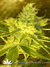 CBD SkunkHaze fem - семена конопли от Dutch Passion