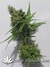CBD SkunkHaze fem - семена конопли от Dutch Passion