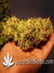 CBD SkunkHaze fem - семена конопли от Dutch Passion
