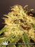 CBD SkunkHaze fem - семена конопли от Dutch Passion