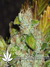 Cheese fem - семена конопли от Green House Seeds