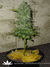 Cheese fem - семена конопли от Green House Seeds