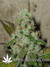 Cheese fem - семена конопли от Green House Seeds