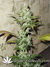 Cheese fem - семена конопли от Green House Seeds
