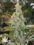 Cheese fem - семена конопли от Green House Seeds
