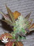 Cheese fem - семена конопли от Green House Seeds