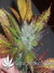 Cheese fem - семена конопли от Green House Seeds