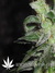 Cheese fem - семена конопли от Green House Seeds