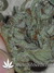 Cheese fem - семена конопли от Green House Seeds