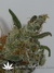 Cheese fem - семена конопли от Green House Seeds