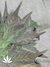 Cheese fem - семена конопли от Green House Seeds