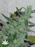 Cheese fem - семена конопли от Green House Seeds