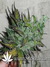 Cheese fem - семена конопли от Green House Seeds