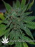 Cheese fem - семена конопли от Green House Seeds