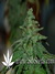 Cheese fem - семена конопли от Green House Seeds