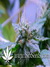 Cheese fem - семена конопли от Green House Seeds