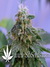 Cheese fem - семена конопли от Green House Seeds
