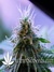 Cheese fem - семена конопли от Green House Seeds