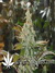 Cheese fem - семена конопли от Green House Seeds