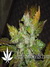 Cheese fem - семена конопли от Green House Seeds