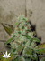 Cheese fem - семена конопли от Green House Seeds