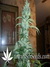 Cheese fem - семена конопли от Green House Seeds
