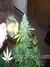 Cheese fem - семена конопли от Green House Seeds