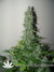 Cheese fem - семена конопли от Green House Seeds