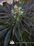Mandala Seeds / Chill-OM - семена конопли от Mandala Seeds