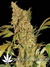 Serious Seeds / Chronic fem - семена конопли от Serious Seeds