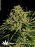 Serious Seeds / Chronic fem - семена конопли от Serious Seeds