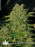 Serious Seeds / Chronic fem - семена конопли от Serious Seeds