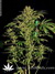 Serious Seeds / Chronic fem - семена конопли от Serious Seeds