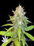 Serious Seeds / Chronic fem - семена конопли от Serious Seeds