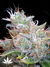 Serious Seeds / Chronic fem - семена конопли от Serious Seeds
