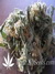 Serious Seeds / Chronic fem - семена конопли от Serious Seeds